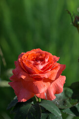 Blooming roses and buds in the home garden.