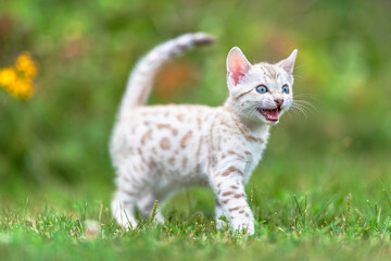 A white Snow Bengal kitten outdoors, walking in the grass