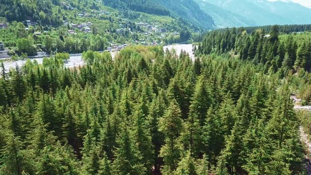 Drone going around treetop of deodar forest