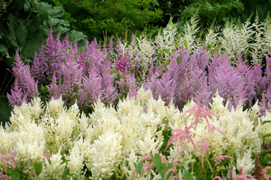 White astilbe 'false buck's beard' in flower during the summer months