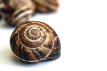 Shell of grape snail blank on white background