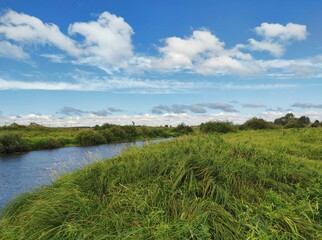 Fototapeta premium luscious green grass near the river bank against a blue cloudy sky