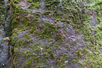 Moss on granite texture background
