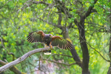 Parabuteo unicinctus - Harris's Buzzard lands on a meadow in the forest and sits on a tree branch. Buzzard is falconed.