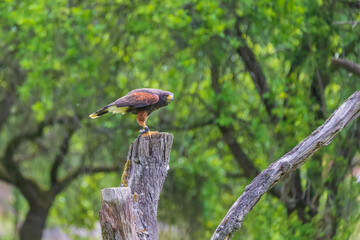 Parabuteo unicinctus - Harris's Buzzard lands on a meadow in the forest and sits on a tree branch. Buzzard is falconed.