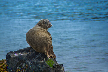 Seerobben in Island