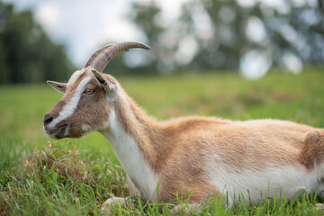 A domestic goat is lying in the grass in a meadow. Photographed in close-up.
