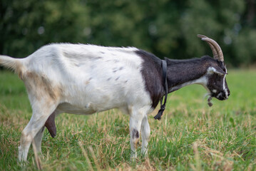 Fototapeta premium A village goat grazes in the grass in a meadow. Photographed in close-up.