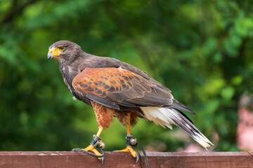 Parabuteo unicinctus - Harris's Buzzard lands on a meadow in the forest and sits on a tree branch. Buzzard is falconed.