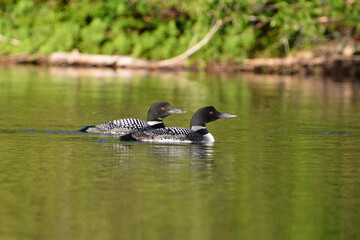 Obraz premium Two Loons Swimming on Lake