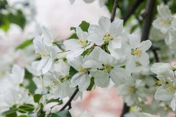Obraz premium Apple flowers closeup macro