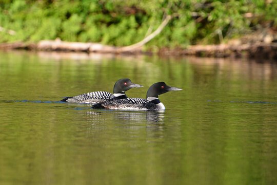 Two Loons Swimming On Lake