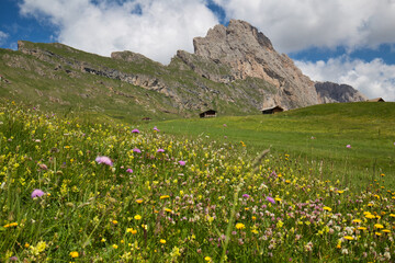 Wild flowers growing on the side of Seceda mountain in the Italian Dolimites of the Alps