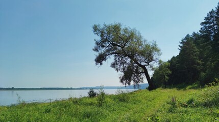 crooked tree on the river bank against the blue sky