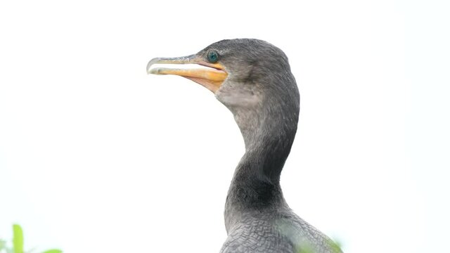 Close up on Anhinga bird 