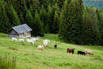 Fototapeta premium Cows and a old barn in Gol, Hallingdal, Norway. Beautiful and wild nature surrounds the field the cow pastures. 