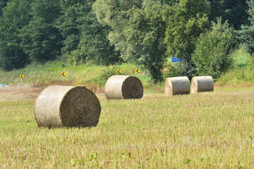 Stacks of dry grass on an agricultural field after harvest