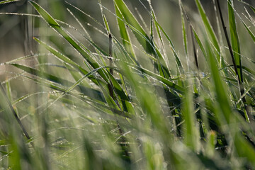 grasses