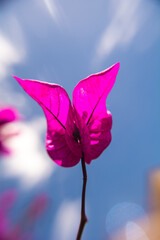 Obraz na płótnie Canvas butterfly on pink flower, buganvilla flower 