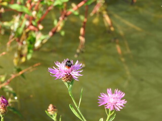 Eine Hummel voll im Einsatz bei der Distel am Weiher