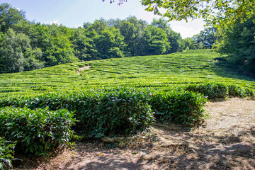 Tea plantation. Tea bushes are planted in rows on the slope forming a step system. Beautiful green Sunny landscape. Blue sky, lush trees around.