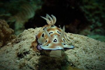 Nudibranch