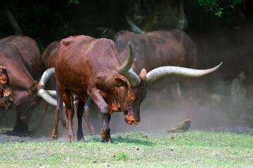 Rind Bulle
