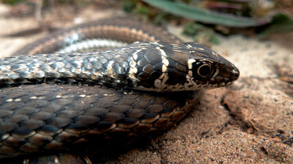 This sand snake is quick and active during the day, usually disappearing into the closest shrubs when disturbed.