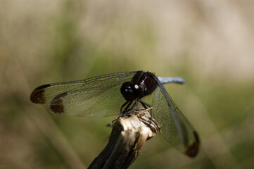 close up of a dragonfly on a branch