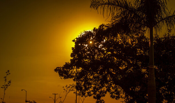 por do sol atras de arvore