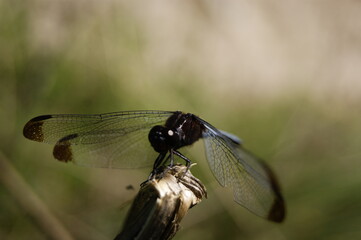 close up of a dragonfly on a branch