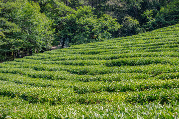 Fototapeta na wymiar Tea plantation. Tea bushes are planted in rows on the slope forming a step system. Beautiful green Sunny landscape. Blue sky, lush trees around.
