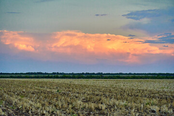 Obraz premium Closeup of a Beautiful healthy female Texas Jumping Spider (Phidippus texanus)