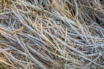 The grass is covered with frost. Beautiful natural background with hoarfrost on the grass. Ground texture with frozen meadow plants. Rime ice on blades of grass during frosts. Cold weather.