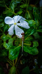 A white madagascar periwinkle (Nayantara) flower and a dragon fly on it.