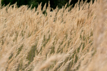 Fototapeta premium Reeds (Phragmites australis) for the background. Ground reed (Calamagrostis epigejos). Kazakhstan.