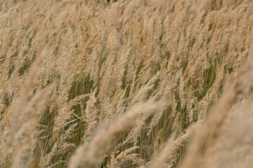 Obraz premium Reeds (Phragmites australis) for the background. Ground reed (Calamagrostis epigejos). Kazakhstan.