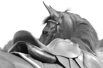 Pferd mit Sattel