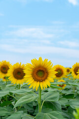 Fototapeta premium ひまわり