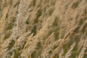 Fototapeta premium Reeds (Phragmites australis) for the background. Ground reed (Calamagrostis epigejos). Kazakhstan.