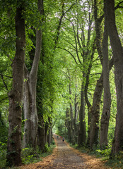 Fototapeta premium Summer Evening on an Old Lane