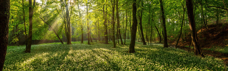 Rays of light making their way through branches and leaves to reach wild garlic, allium ursinum, flowering underneath. Green forest in summer nature at sunrise. Panoramic scenery with plants.