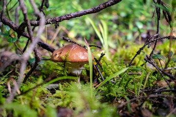 Fototapete bei efototapeten.de bestellen   