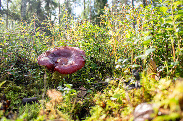 Fototapete bei efototapeten.de bestellen   