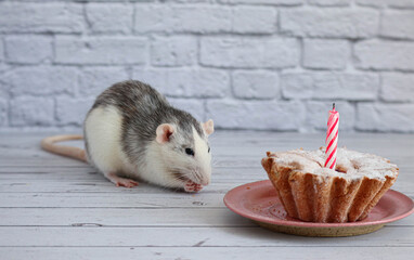 Black and white rat eats a sweet and delicious cake or muffin. There is one candle in the cake....