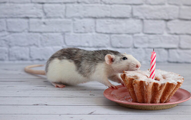 Black and white rat eats a sweet and delicious cake or muffin. There is one candle in the cake....