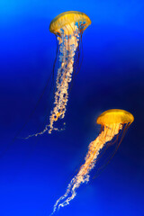 Two Japanese Sea Nettles, or Chrysaora pacifica Jellyfish.