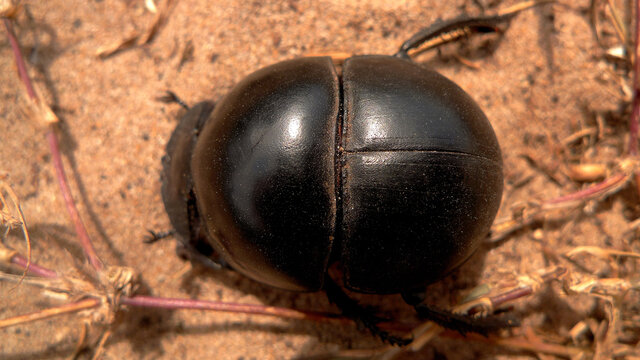 The flightless dung beetles mostly feed on elephant or buffalo faeces