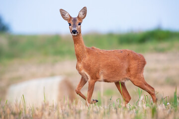 Roe deer, capreolus capreolus, doe standing on hay field in summer nature. Female mammal looking to the camera on meadow. Wild animal observing on grassland.