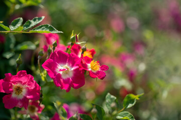 Wildrose pink Blüte 